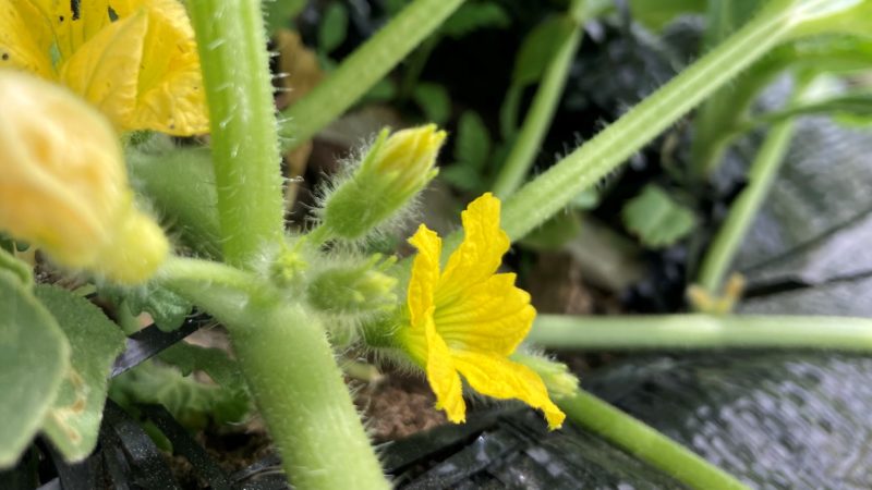 Our First Squash Blossoms are Blooming!