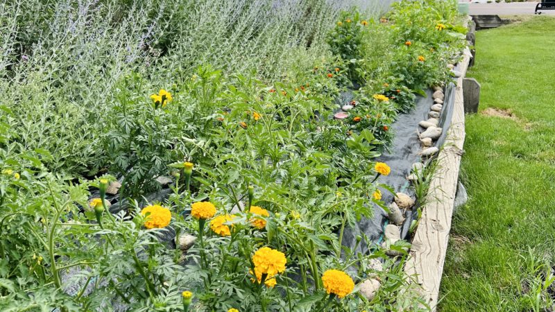 Arvada’s Garden is Getting Lush!