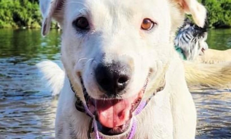 Adopt Mochi through RexDawg!